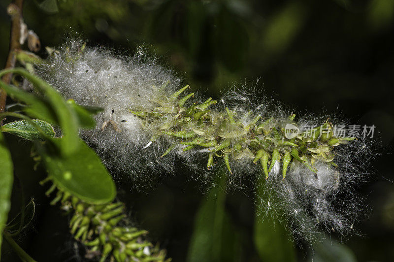 柳(Salix laevigata)，红柳，抛光柳，是一种原产于太平洋海岸加利福尼亚和北加利福尼亚的柳树;加州蒙特利县加兰德牧场公园